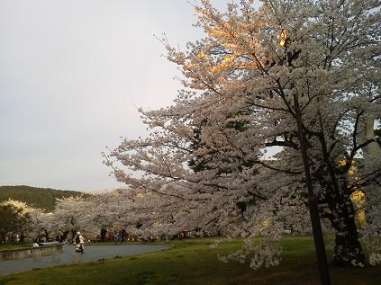 京都市美の桜.jpg